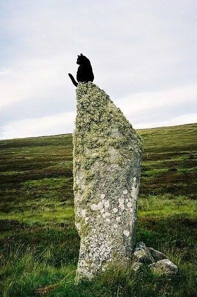 Cat is Amazing 🐈‍⬛ (@amazingcatss) on Twitter photo 