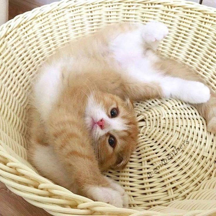 Cat is Amazing 🐈‍⬛ (@amazingcatss) on Twitter photo 