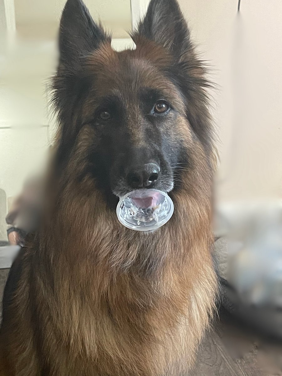 2Adeles's tweet photo. @DogstersIce Hey mom…we need more Dogsters!! https://t.co/mj9nVTyV3t