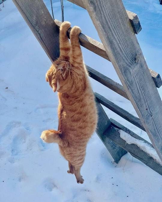 Cat is Amazing 🐈‍⬛ (@amazingcatss) on Twitter photo 