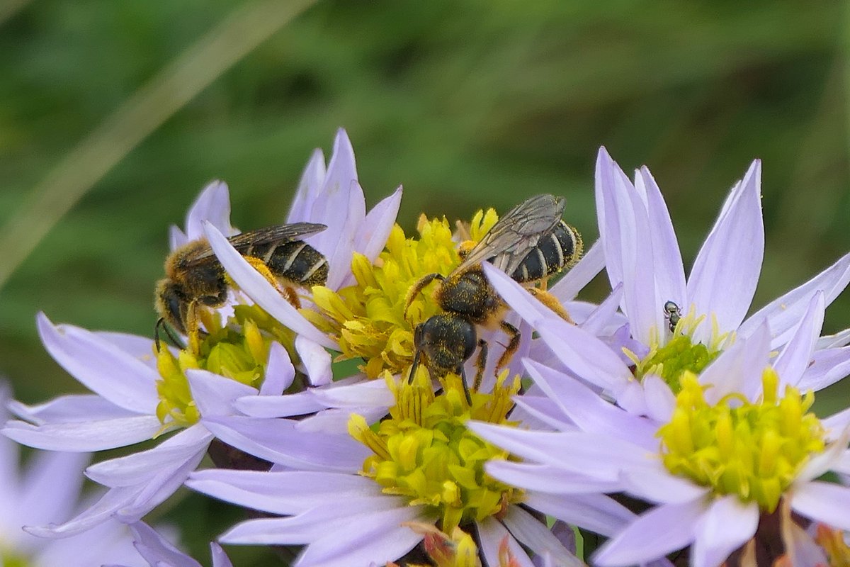 thremnir's tweet image. Very mild at #LoopHead, early afternoon today. There was one late clump of Sea Aster in bloom and crammed into it, I'd guess every last Halictus rubicundus sweat bee still flying on the peninsula! (Also a nice wee Chalcid).