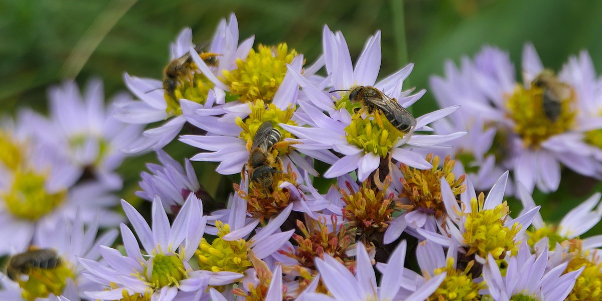 thremnir's tweet image. Very mild at #LoopHead, early afternoon today. There was one late clump of Sea Aster in bloom and crammed into it, I'd guess every last Halictus rubicundus sweat bee still flying on the peninsula! (Also a nice wee Chalcid).