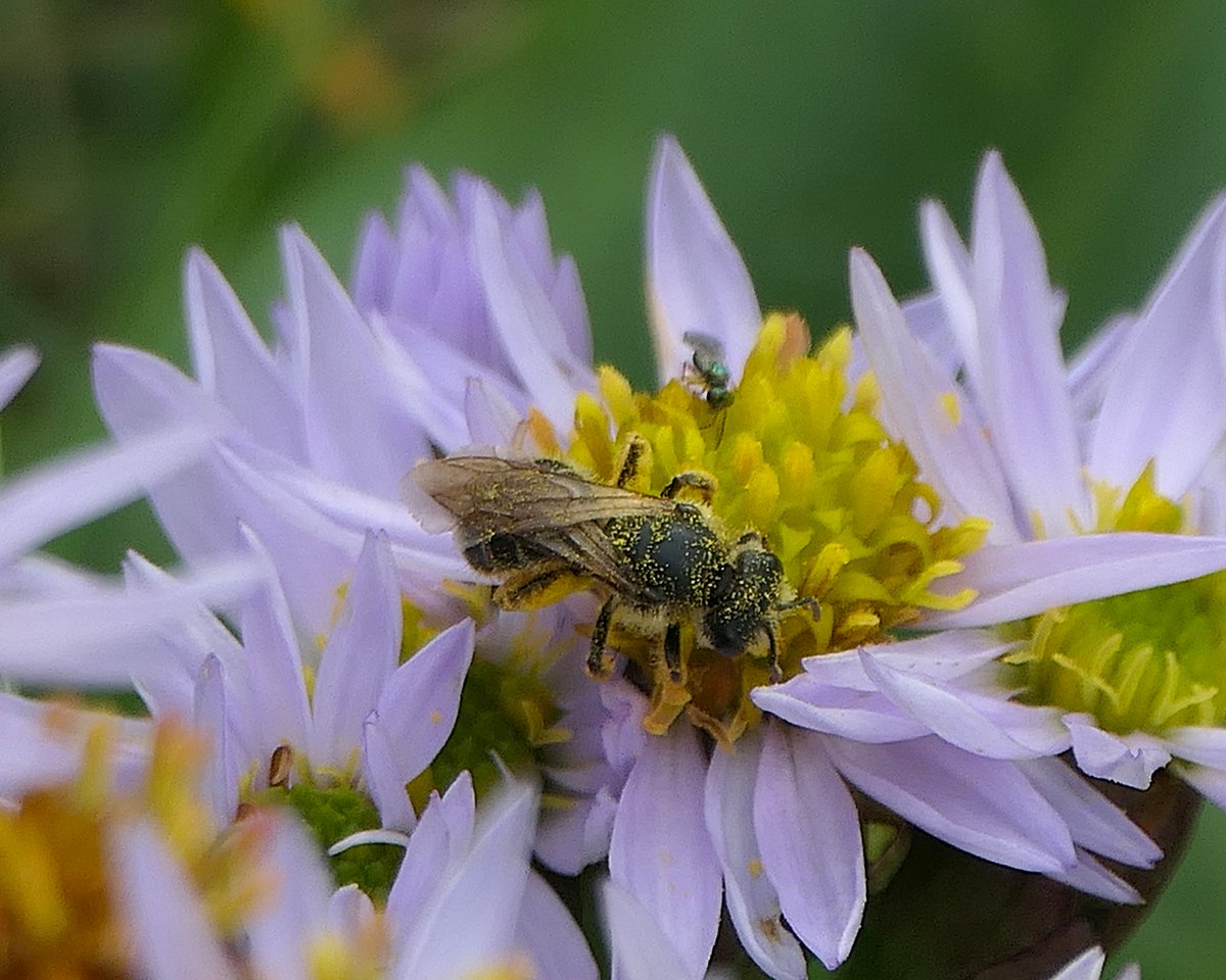 thremnir's tweet image. Very mild at #LoopHead, early afternoon today. There was one late clump of Sea Aster in bloom and crammed into it, I'd guess every last Halictus rubicundus sweat bee still flying on the peninsula! (Also a nice wee Chalcid).