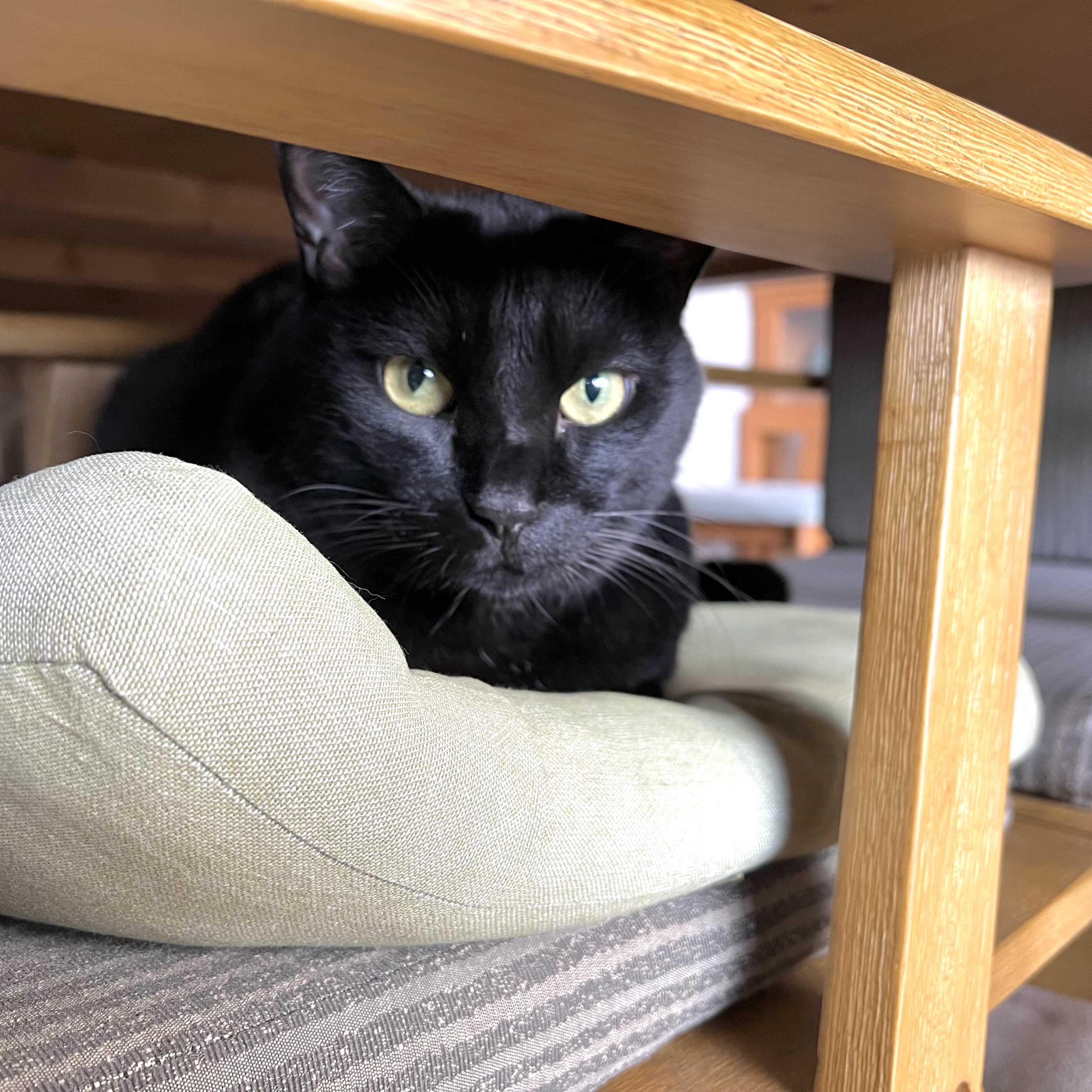 黒猫 ニシカワアイ on X: 