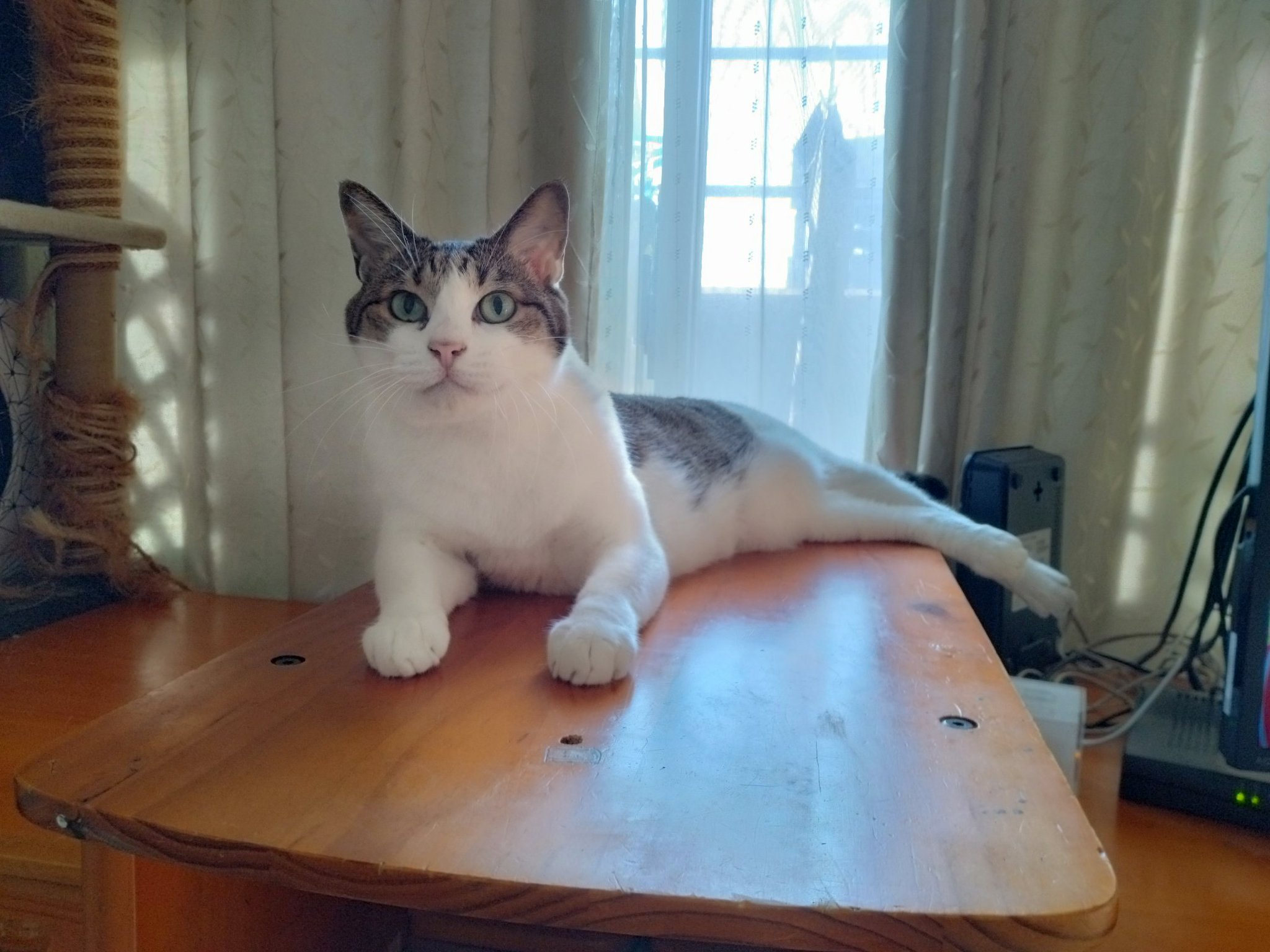 ねこ お京 on X: 