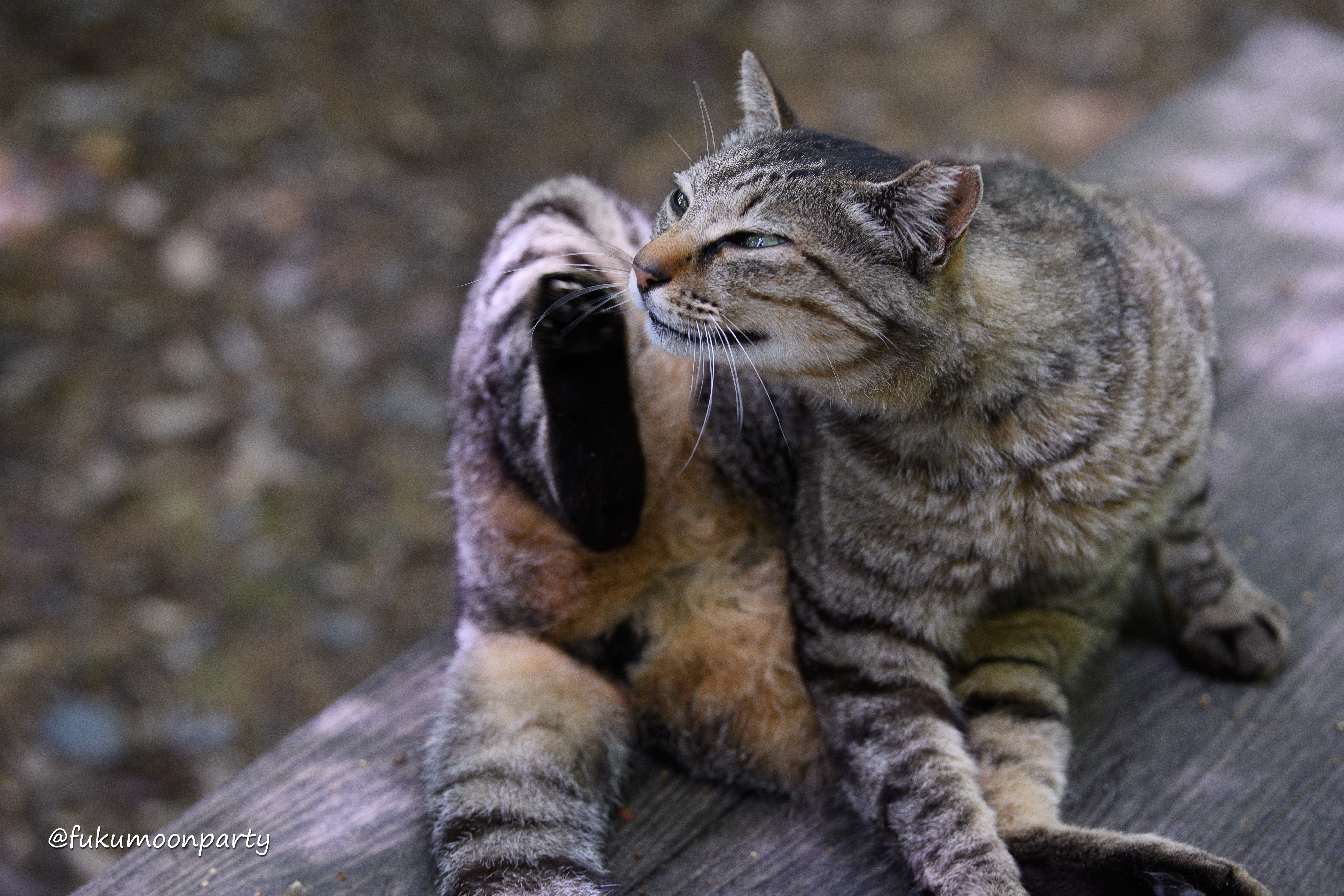 ねこますたー Amazon.co.jp: Somusen シフトノブ 招き猫 トラック用 ギアノブ