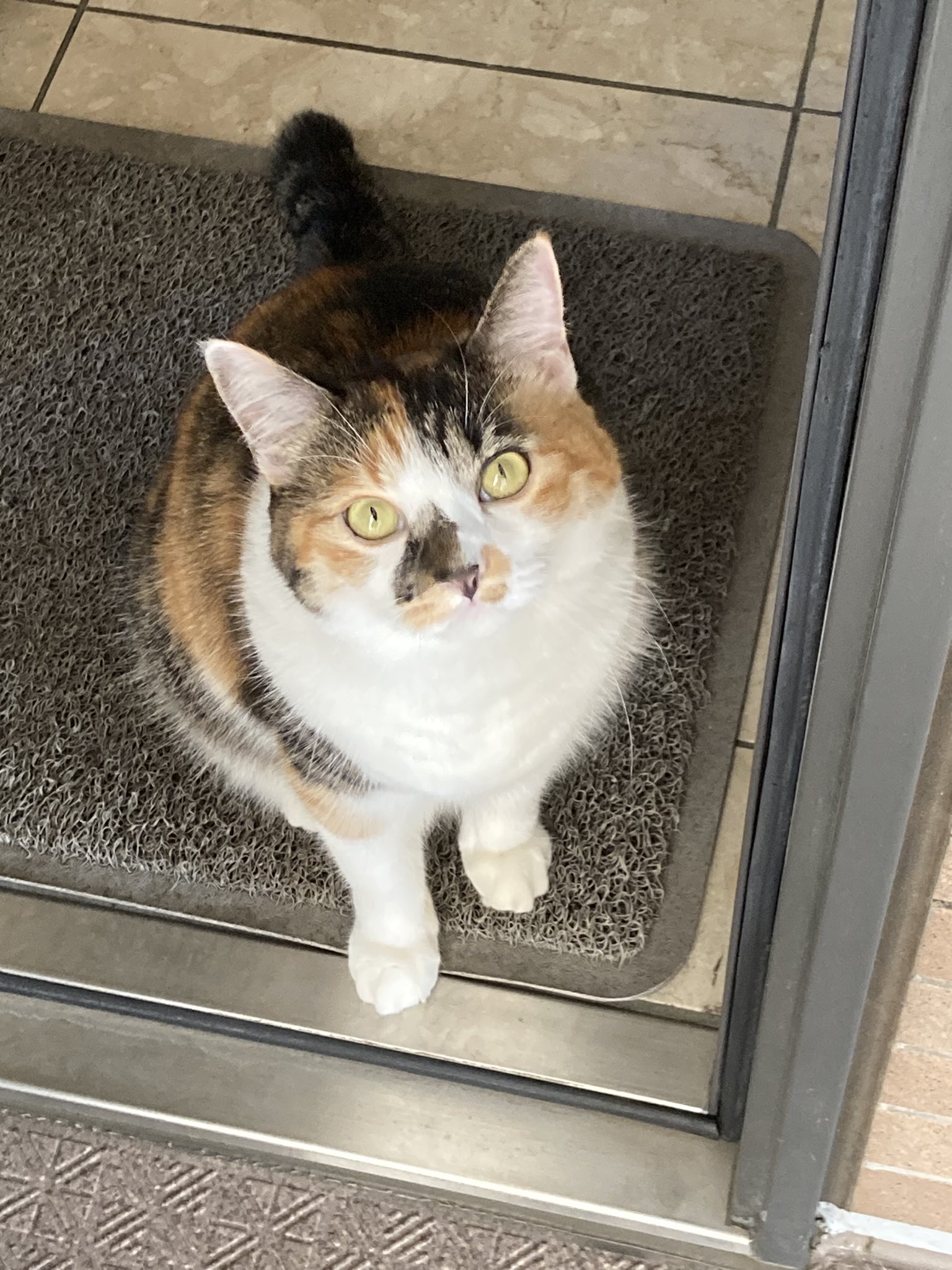 猫さん出品 じゃむ猫 on X: 