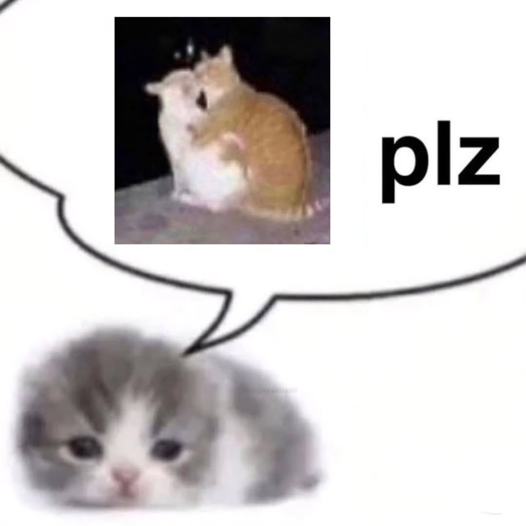 More Cats (@evenmorecats) on Twitter photo 