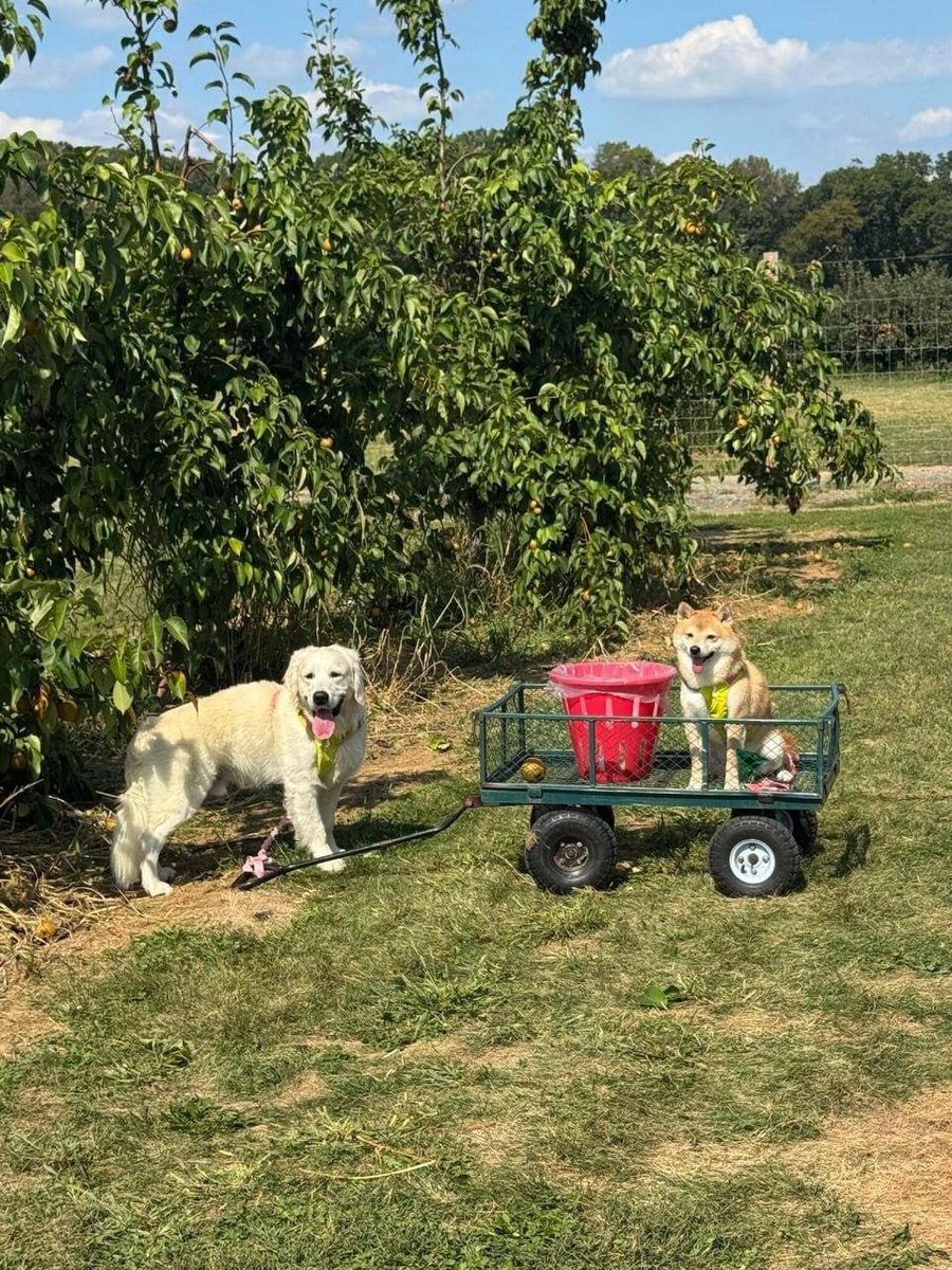 Lisa_Lucky623's tweet photo. Go pear picking at Bloom Ranch in the suburbs of Los Angeles https://t.co/WfzyVB3w0B