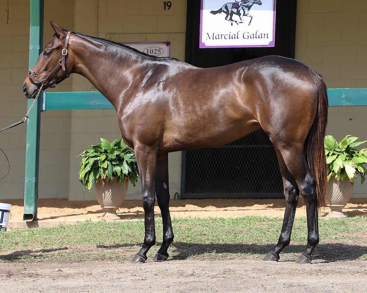 Another filly we couldn't give away at OBS... homebred TAMARACK (by Raging Bull) wins her debut today as the only female in the race. Half-sister to VALENCE, our stakes winning filly and track record holder from last year. <a href="/Gainesway/">Gainesway</a> <a href="/CanterburyPark/">Canterbury Park</a>