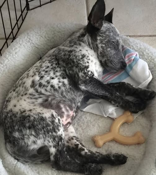 Oggi è stato il suo primo giorno a casa. Non una casa qualsiasi, ma la SUA casa. Il posto dove potrà crescere, dormire senza paura, giocare , amare. Oggi lui non lo sa ancora, ma ha appena iniziato una nuova vita.