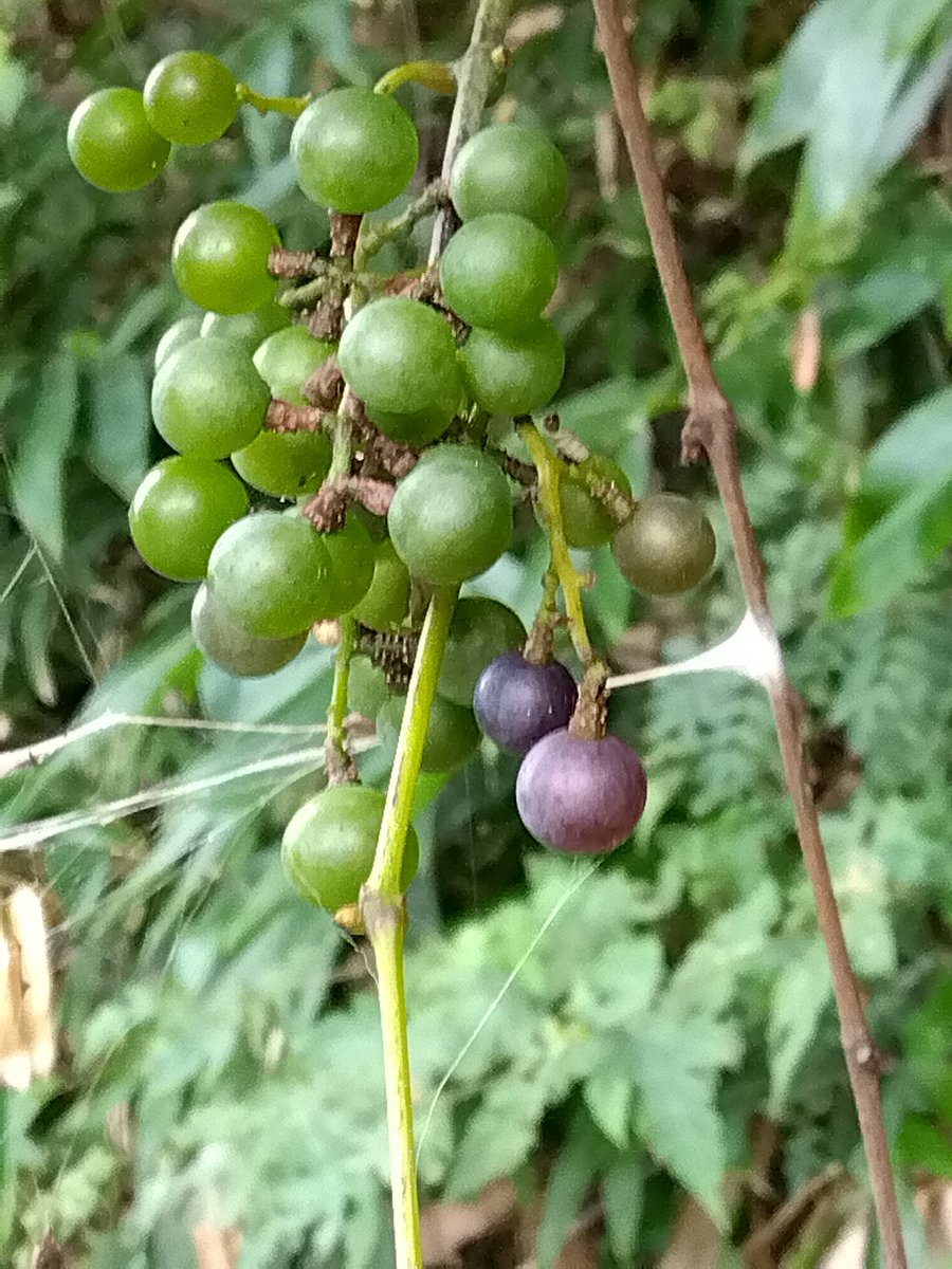 おはようございます😃

山野草

ツリフネソウ
サルトリイバラ
アケビ
ヤマブドウ