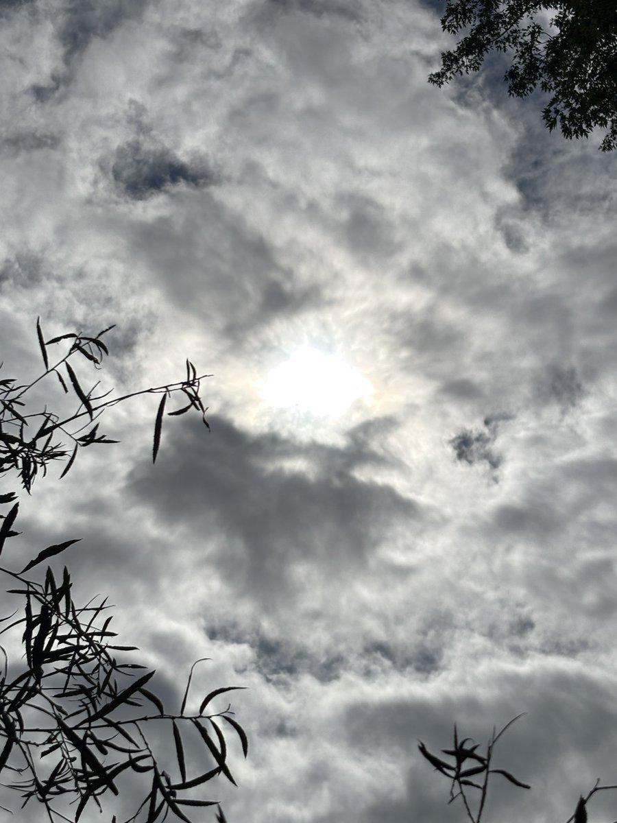 Boop 🕷️ tweet media