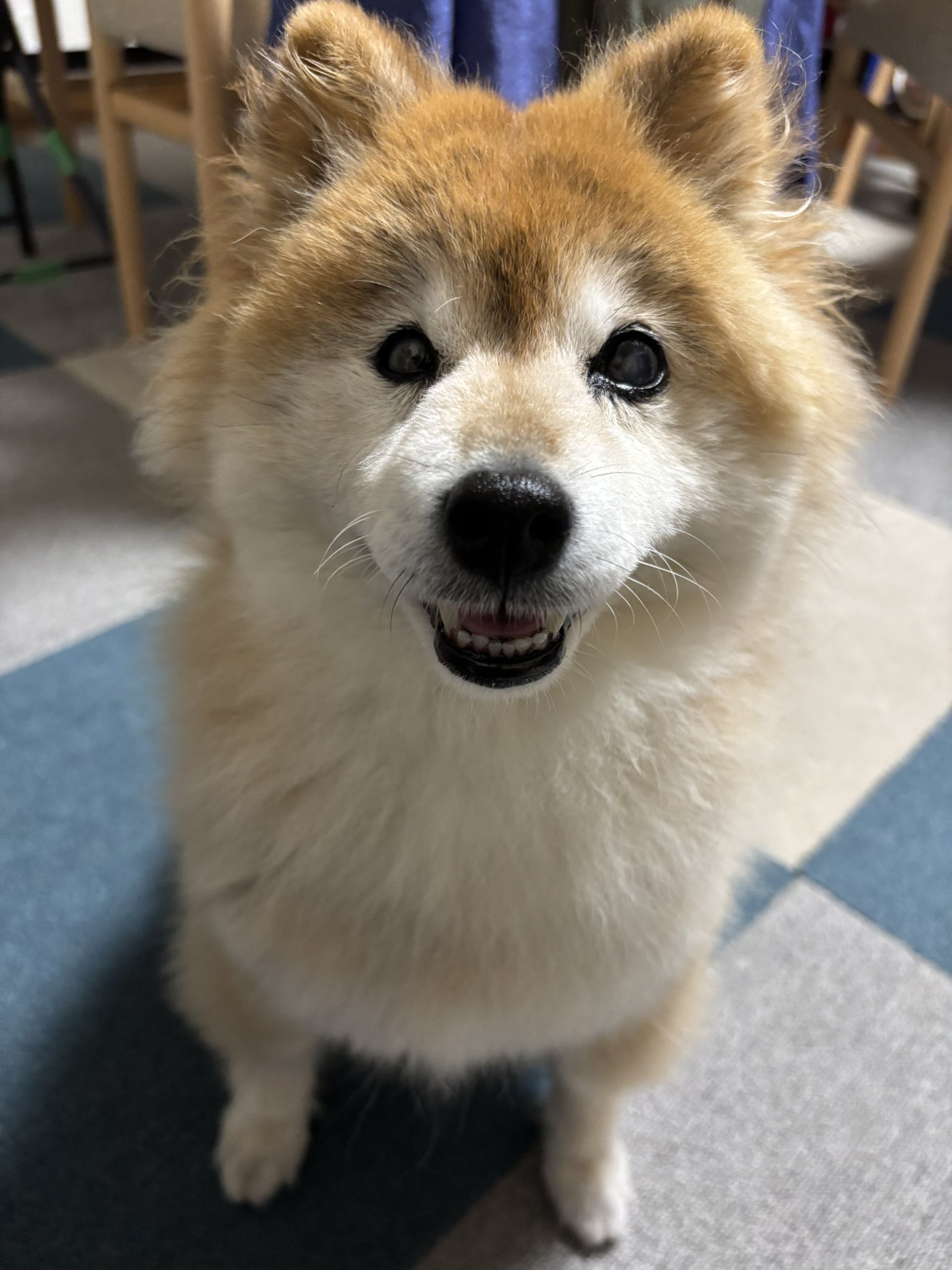 柴わんこ様♡ありがとうございます♡ 柴わんこ様♡ありがとうございます♡