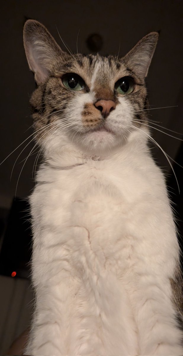 blue_noracat's tweet photo. ﾈｺﾁｬﾝは激怒した。必ずや、かの間抜けな飼い主を叩き起してやらねばならぬと決意した。ﾈｺﾁｬﾝには曜日がわからぬ。ﾈｺﾁｬﾝは勤勉な猫である。毎日黙って、妹と自宅を警備してきた。けれども、夜更かしした飼い主が朝飯を出さずに寝た不手際に対しては、猫一倍言いたいことがあった。 https://t.co/KcBwbgh7Mm