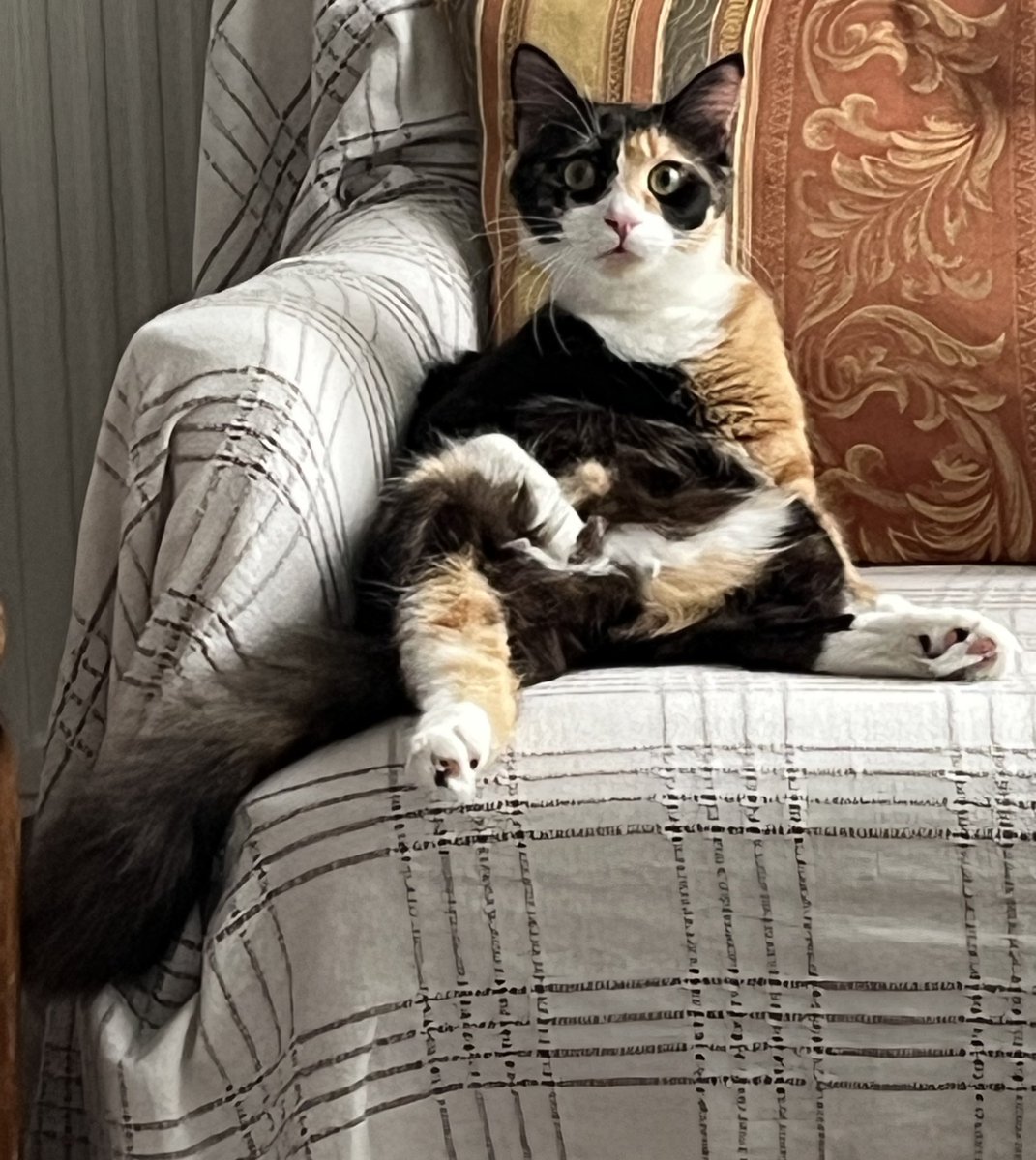 Hanım hanımcık oturuom🦉