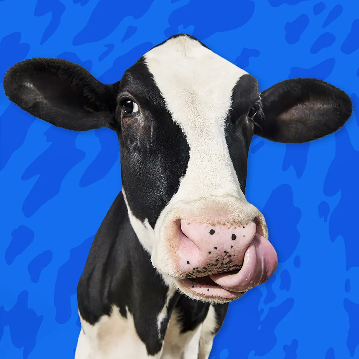 Moo