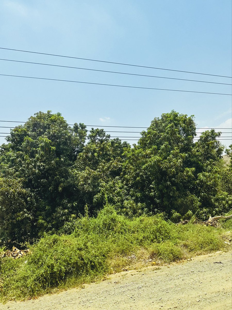 On the road from Abha to Al-Darb, Saudi Arabia, the sight of coconut, banana, and mango trees along the way made me feel as if I were back in Kerala.