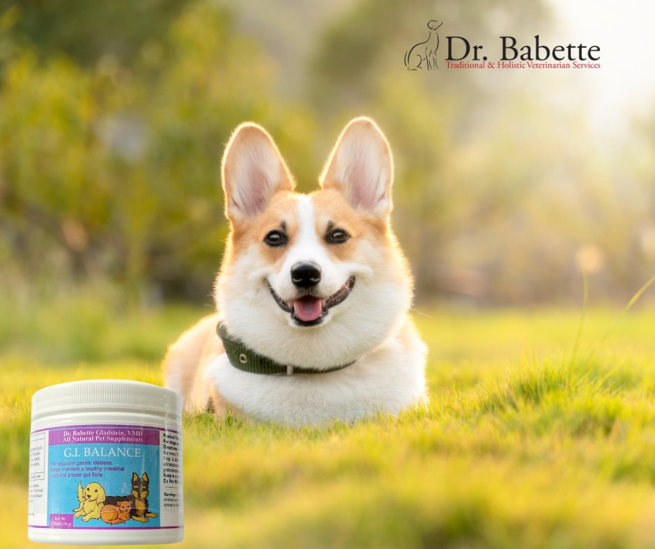 BabetteTheVet's tweet image. 🧬 G.I. BALANCE – 7.8 oz (220 g)
🌱 Soothe the gut, support digestion, and keep things moving right
Your gut (or your pet’s!) deserves balance — naturally.
📦 Order now → bit.ly/47l2imN
#DigestiveSupport #GutHealth #HolisticWellness #BabetteTheVet #NYC