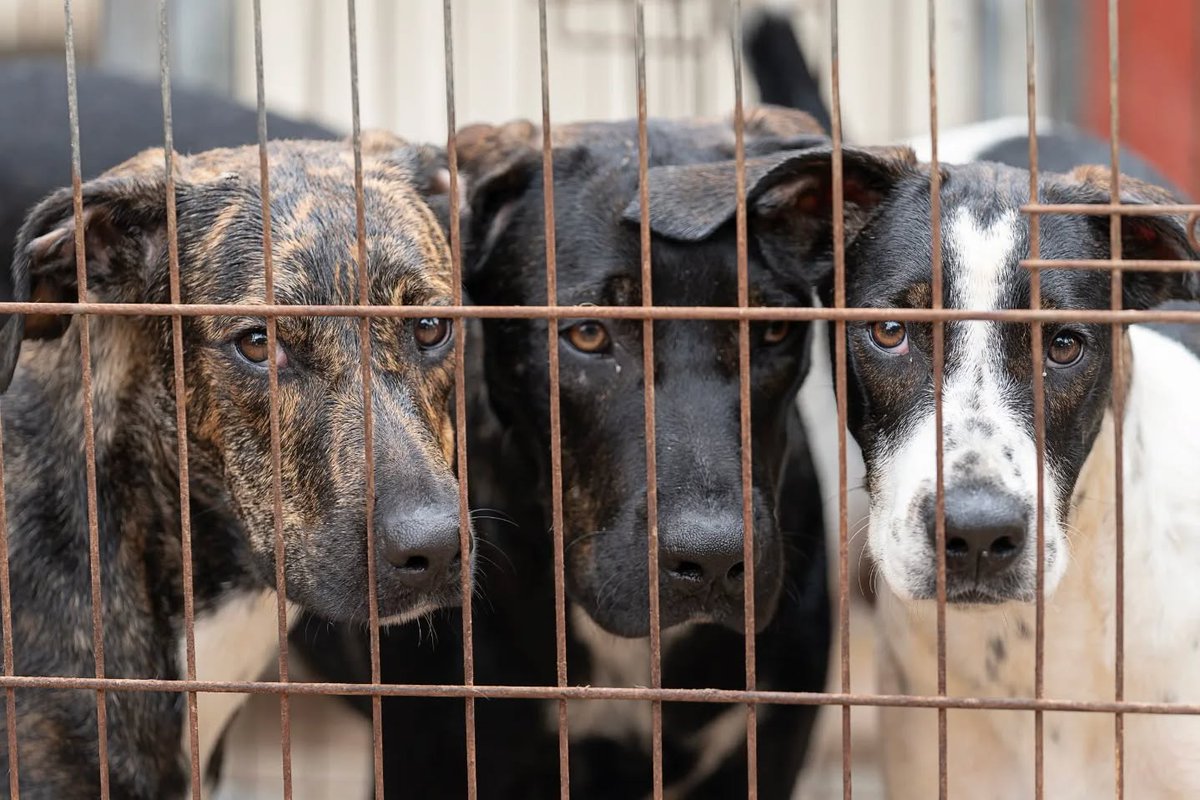 #Almería
#LARA tiene 8 años y es una mamá increíble.. Llegó con sus tres hijitos; #Mate, #Tilo y #Sosi, que hoy tienen 7 meses y no conocen el mundo exterior.

Todos son cariñosos, nobles y solo necesitan una oportunidad para demostrar cuánto amor pueden dar.

Si puedes