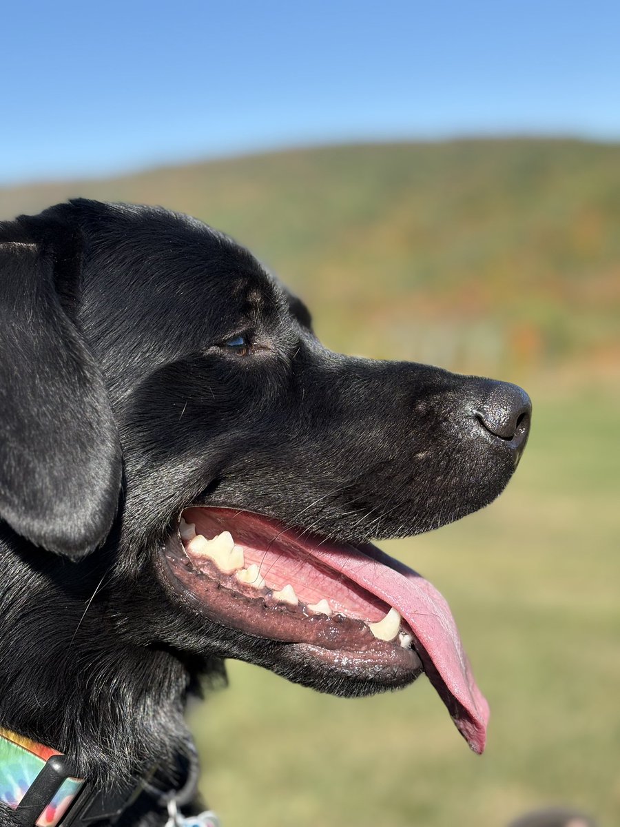 petebate08's tweet photo. sunshine on sunshine..... dog mountain beauty... #rainisgood https://t.co/MouGGlHnXR