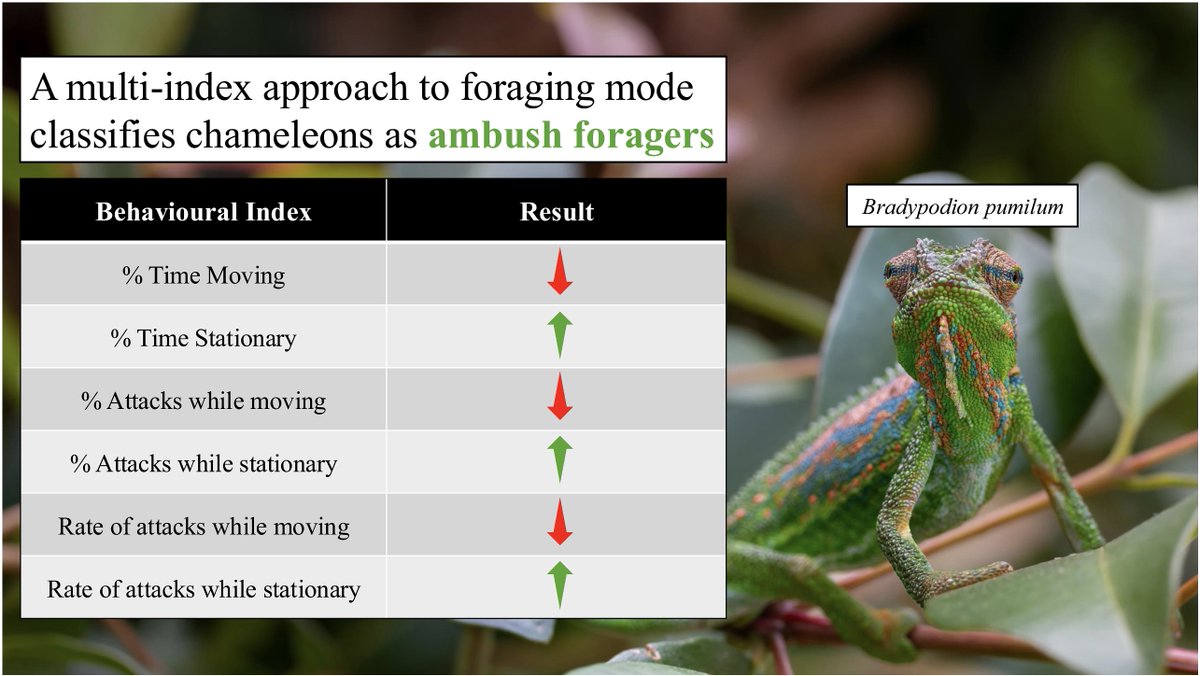 IUCNchameleons's tweet photo. A reevaluation of chameleon foraging mode using movement- &amp; attack-based indices. Chameleons spent most of the day stationary &amp; fed more when stationary than when moving, suggesting they should be considered ambush foragers rather than "cruise foragers".
https://t.co/YeVsoquedE https://t.co/ibDAVw4www
