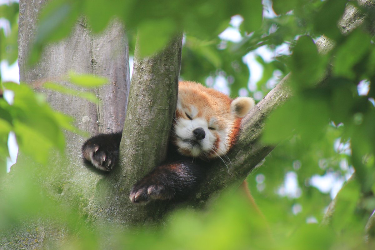 RedPandaEveryHr's tweet image. 