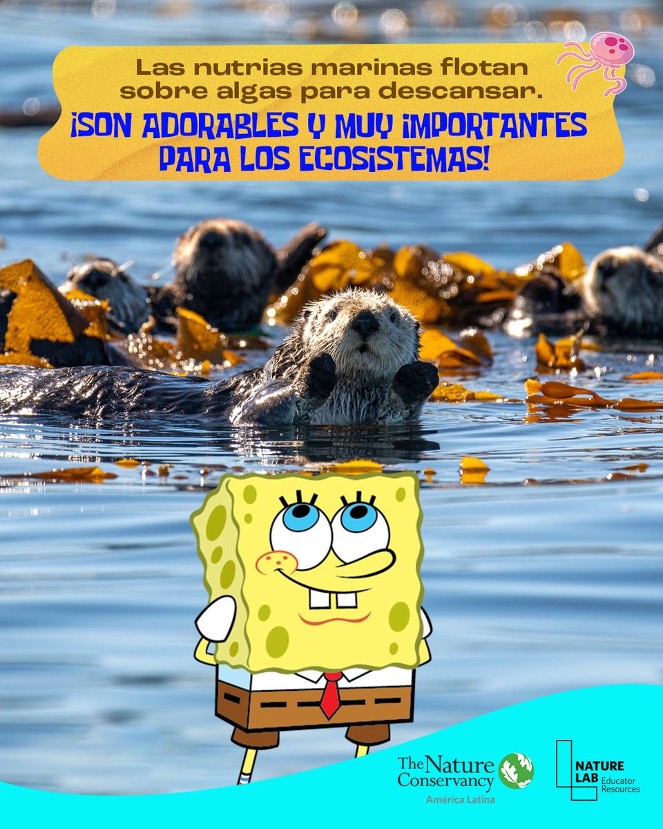 La #CorrientedeHumboldt transporta mucha vida en el océano 🌎💙 Cuidemos las playas para cuidar a <a href="/BobEsponja/">Bob Esponja</a> y sus amigos! Un mensaje de TNC, <a href="/NickelodeonLA/">Nickelodeon Latam</a> y <a href="/TNCNatureLab/">TNC Nature Lab</a>
Si pudieras nadar en esta corriente…¿a qué amigo marino te gustaría encontrarte primero? 🐡🐬