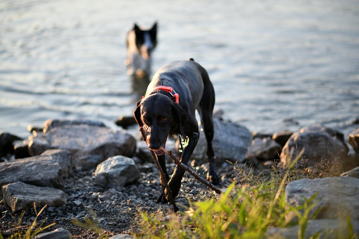 kninepets's tweet image. Grab the perfect fetch toy 🎾, bring on the fun 🐶💥, and keep safety in mind for a happy, healthy pup 🐾❤️

kninepets.com

#FetchFun #DogPlaytime #HappyPup #Zoomies #DogToys #PlayAllDay #SafePlay #ActiveDogs #HealthyDogs #PetAdventure