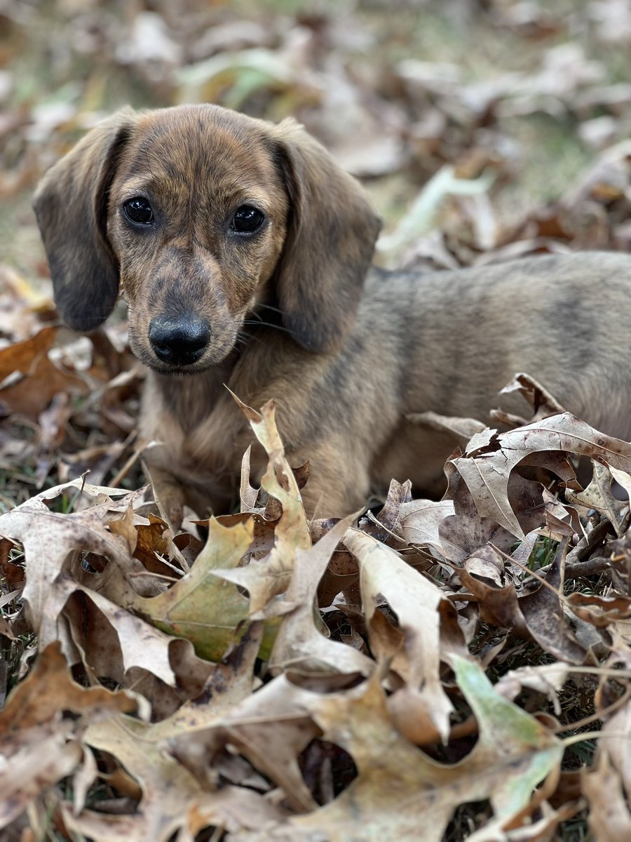 pharmer618's tweet photo. Larry Eugene the Ween. #dachshunds #Doxie #Dogs #Happy #Cute https://t.co/bR4wXWkoja