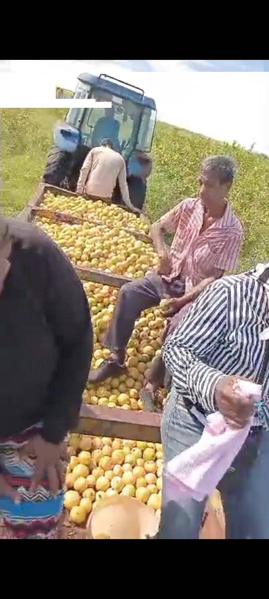 Realizamos un efectivo, diverso, alegre y productivo cambio de labor hoy en la Empresa Agroindustrial Victoria de Girón en las áreas del T-17 de la UEB Granja Integral No.1, #MatancerosEnVictoria