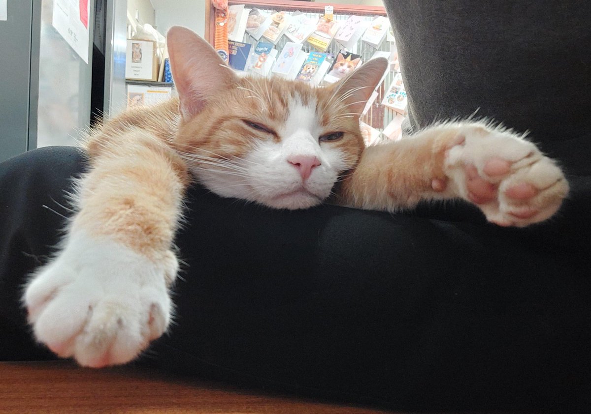 George The Stourbridge Junction Station Cat tweet media