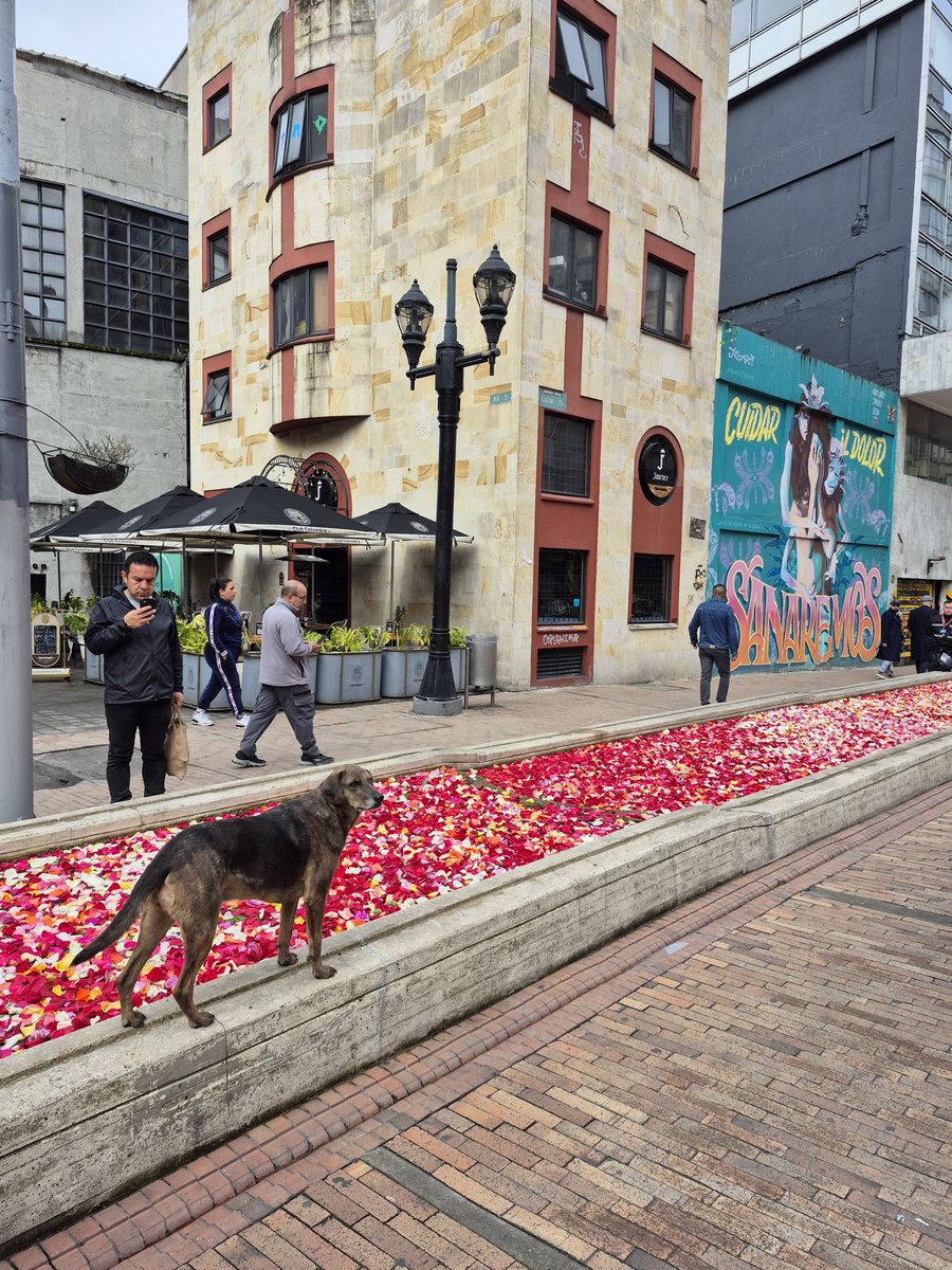 Perro con flores. <a href="/CulturaenBta/">Secretaría de Cultura de Bogotá</a> #bog25 #yoleoarteria #periodicoarteria #lovienarteria  <a href="/Guerrero40/">Diego Guerrero</a>