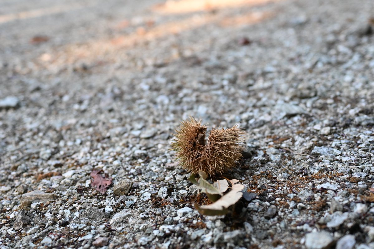 #これを見た人は無言で写真フォルダの適当な画像貼れ