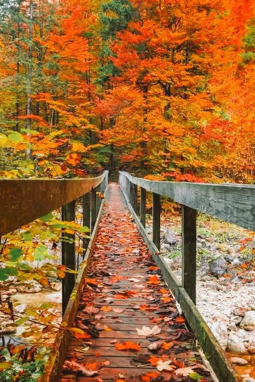 Airfemale14's tweet photo. ๐งก Let's Take A Walk...#FallFever ๐๐ https://t.co/ijqdWN2poo