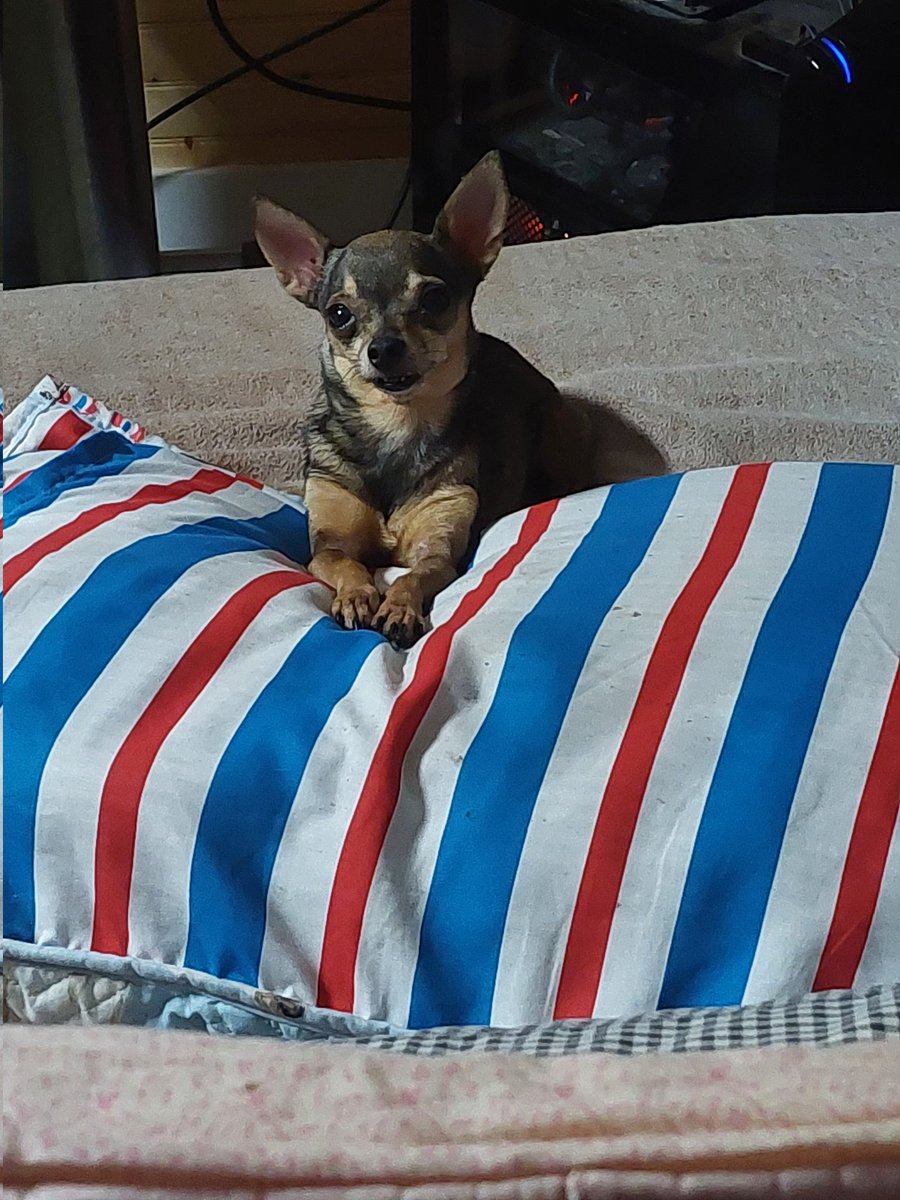 BartVermbart4's tweet image. Peanut and max