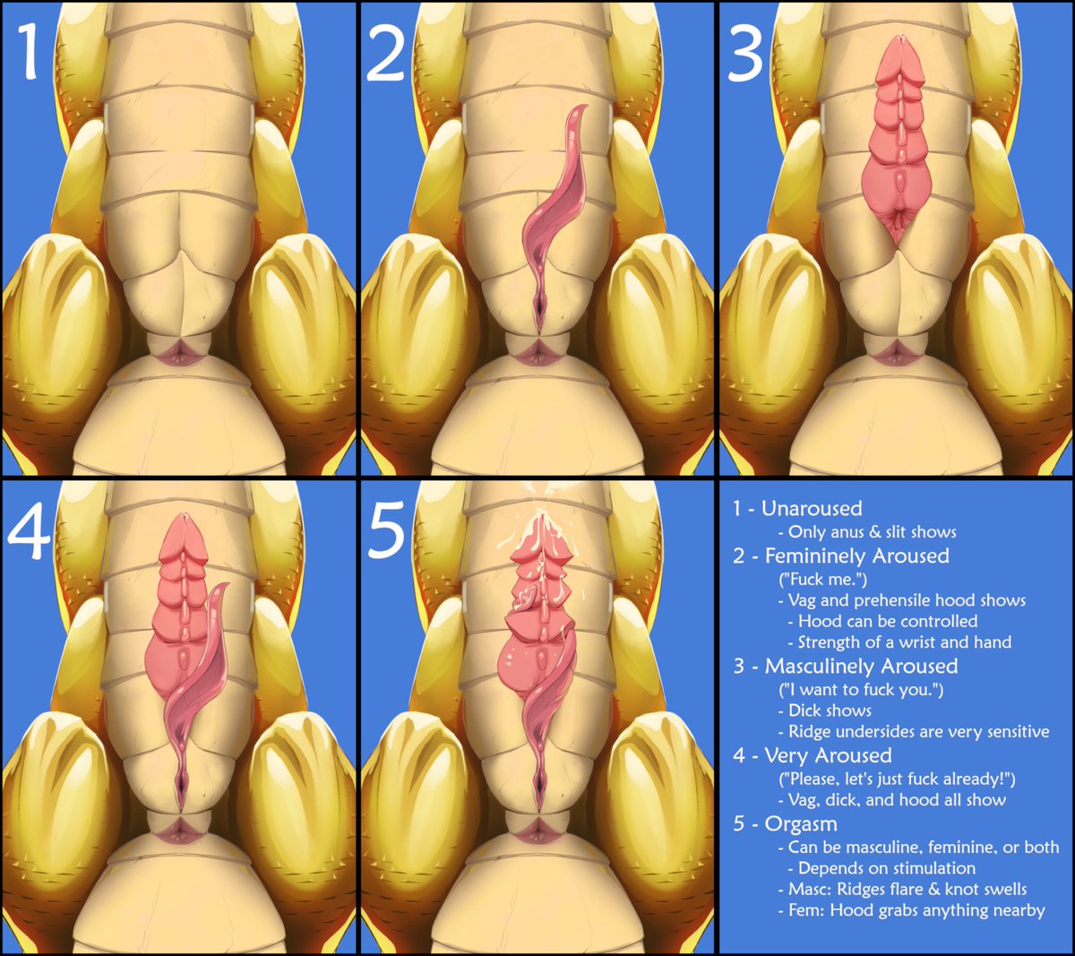 Vahlaurix's genitals work fairly independently, so here's a brief visual guide to how they work.  They have a sergal-like hood that mostly does its own thing, but can be wrangled for conscious control.

Artist requests to remain anonymous.