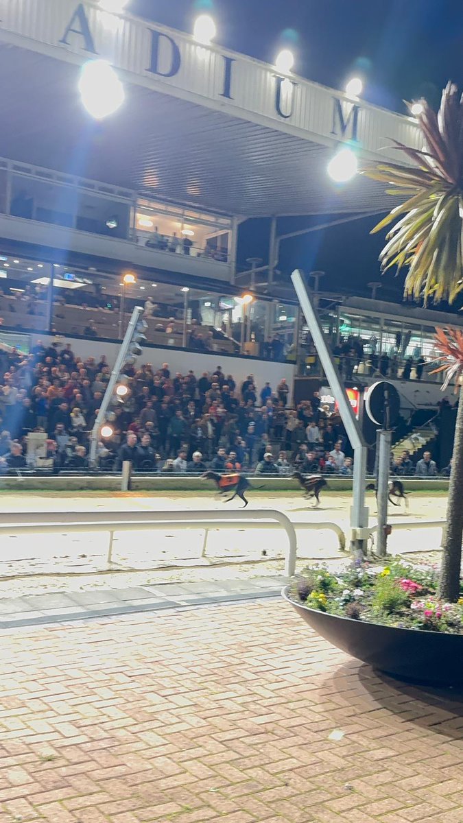 🐾 @BOYLESports Irish Greyhound Derby
Our Final line-up is complete!

Semi-Final 2
1️⃣ Glengar Silent 
2️⃣ Droopys Deploy 
3️⃣ Magical Mag 
⏱️ 29:26

#BOYLESportsIGD #GoGreyhoundRacing #ThisRunsDeep