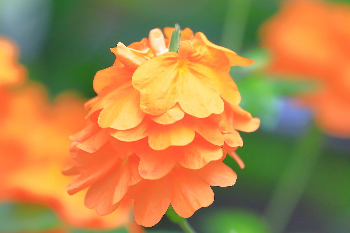 FortuneLook's tweet image. クロサンドラ🌼鮮やかなオレンジ色✨花が連なり乍ら花房に成る✨ツリーの様ですね🎄✨✨✨☺️
    #花好きな人と繋がりたい  #花が好きな人と繋がりたい #キリトリセカイ 
#写真好きの人と繋がりたい