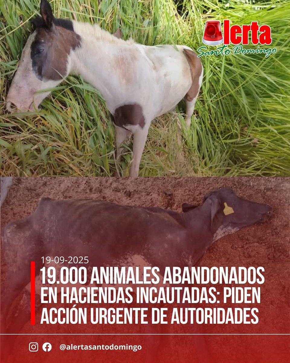 DefensoresAn's tweet photo. #ElEcuador No es incautar con bombos y platillos y dejar SERES VIVOS a la buena de Dios. Quién dispuso los recursos para alimentos, veterinarios, etc?  Quién  es el responsable a partir del operativo? @DanielNoboaOk @JohnReimberg @aguschmer  @MinGobiernoEc @DefensaEc https://t.co/SujOo85IZa