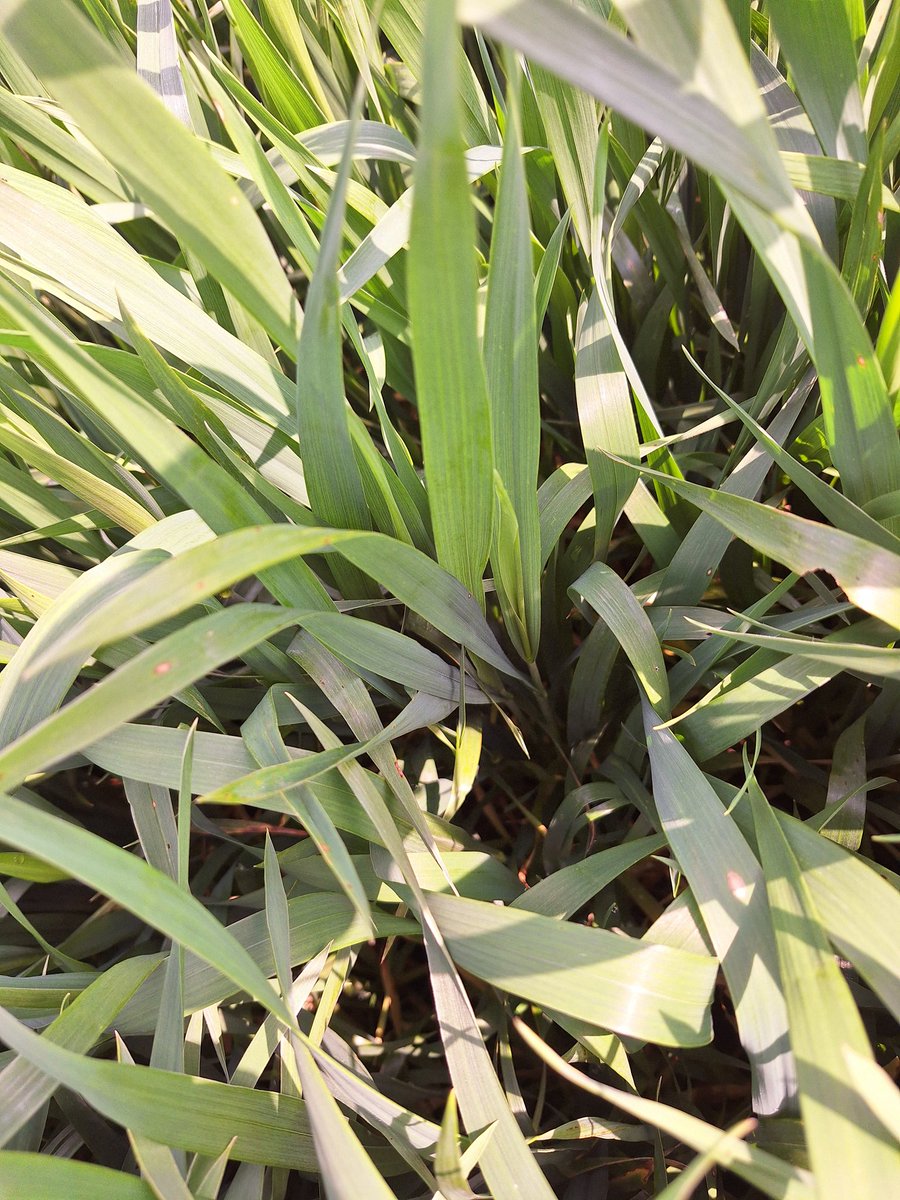 Trigos 2025; se viene fuerte las enfermedades, estábamos esperando a roya #puccinia pero apareció #drechslera