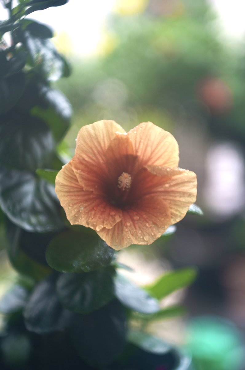 leica_summicron's tweet photo. #thambar #noctilux #summarex #AstroBelrin
↑← Thambar 90mm f2.2
↑→ Noctilux 75mm f1.25
↓← Summarex 8.5cm f1.5
↓→ AstroBelrin PAN-TACHAR 75mm f1.8
雨の朝に☔️中望遠で撮り比べ😊 https://t.co/s1cPwroPCG