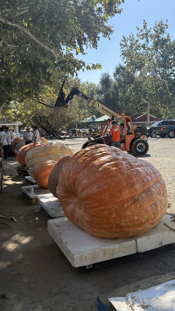 RossanaF's tweet image. Great Pumpkin Weigh-Off 🤩the winning 🎃 pumpkin came in at 1,515 lbs 😮 #amazing #pumpkinpatchfun #irvinerailroadpark #greatpumkin @irvineparkrailroad @OCParks