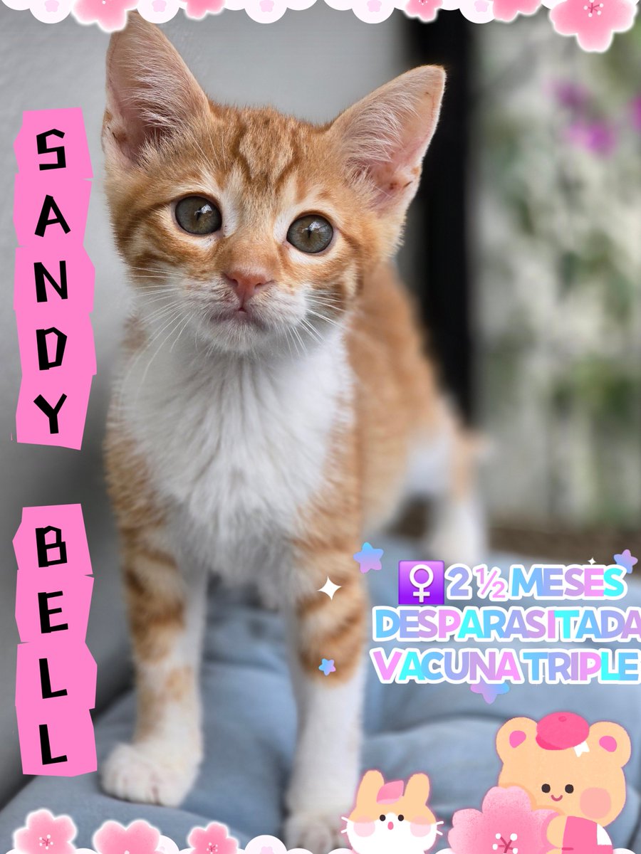 😻✨ ¡TENEMOS GATOS EN PROMOCIÓN! (bueno… no se entregan el mismo día, porque no son pizzas ni regalos 🎁🚫, son vidas que buscan un hogar para siempre 💘).

🎉 Conoce a estos modelitos edición limitada:

🐯 Gigi Bell – 2 años, ya esterilizada, vacunada y lista para ser la reina