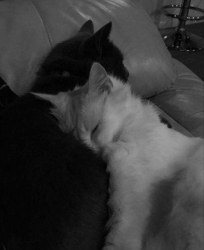 Day (@darkeloji) on Twitter photo 