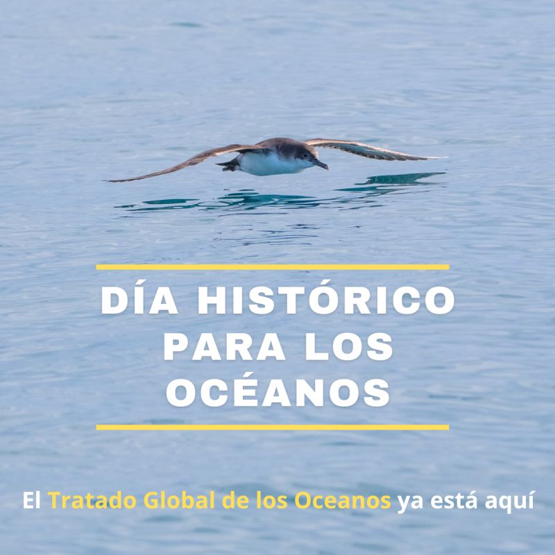 🌊 ¡Un día histórico para nuestros océanos! 🌍

Con 60 ratificaciones, el Tratado de Alta Mar entrará en vigor: un hito sin precedentes para la conservación global del océano. Este tratado protegerá las aguas internacionales, que representan el 64% de la superficie y el 95% del