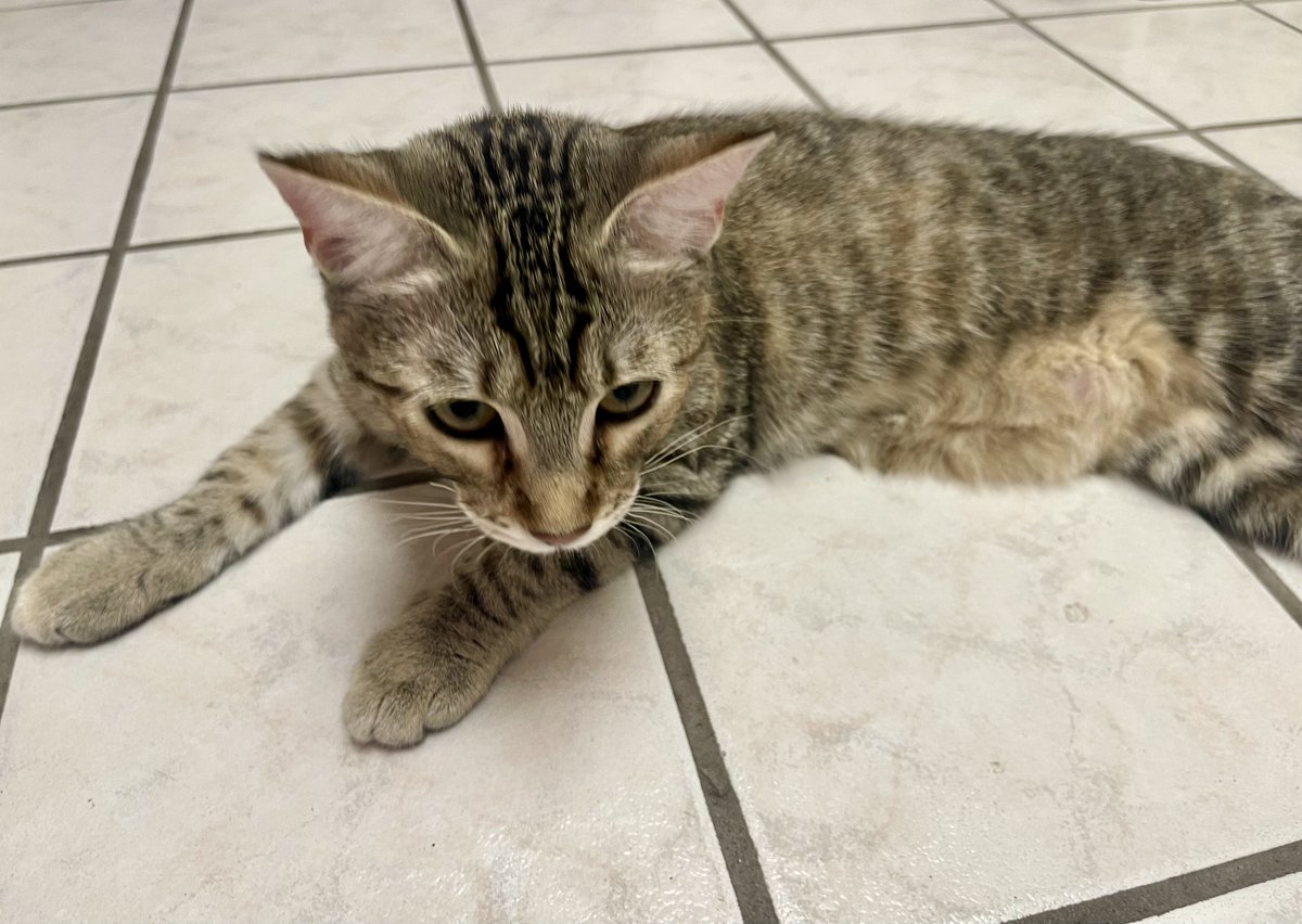 SubduedSnarl's tweet photo. Glad to see my little #Furrari 
could inspire #PaddockCat 's name !!😸

#BakuGP #Formula1 #Kittens #Cats 
@icarus_boy @sanwebal @gmracingblue @GordonMercedes9 @EightMike @Mikehomeseller 
@Duke_Lucas_ https://t.co/4HCXDeJtFj