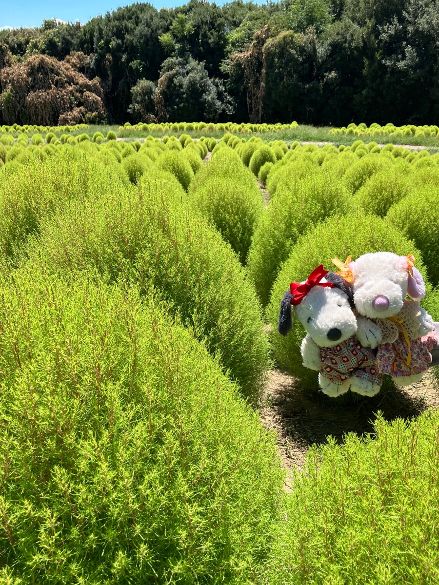 2H1QU2akNmUTMKD's tweet photo. おはようございます(*´꒳`*)

ﾎﾟｯｺ🌳ﾎﾟｯｺ🌳
コキアも大きくなってきたね〜💚
これから季節の魔法で赤色に変わっていくんだって🪄❤️
楽しみ〜🐶🎵
　　　　　　　　　　　🩶まなฅ(･¨ (●)さら🩷 https://t.co/4CjLuHWBch