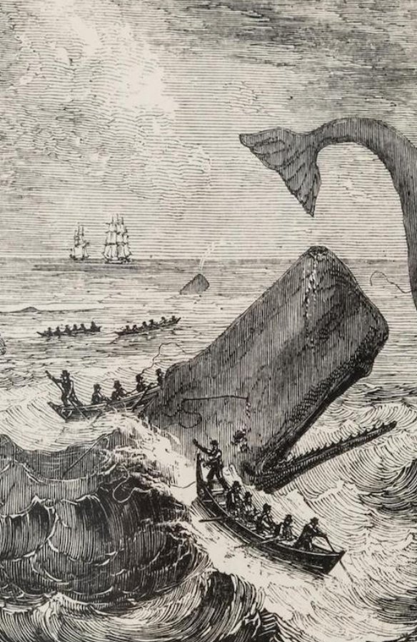 SooyaalKaabe's tweet image. Ancient Somalis’ fragrance skill went beyond plant resins. They didn’t just find ambergris but innovated ways to use it.  Abu Zayd al-Sīrāfī even says they trained camels to sniff it out along the coast. The word ambergris comes from Arabic “anbar,” rooted in Somali “anbar.”