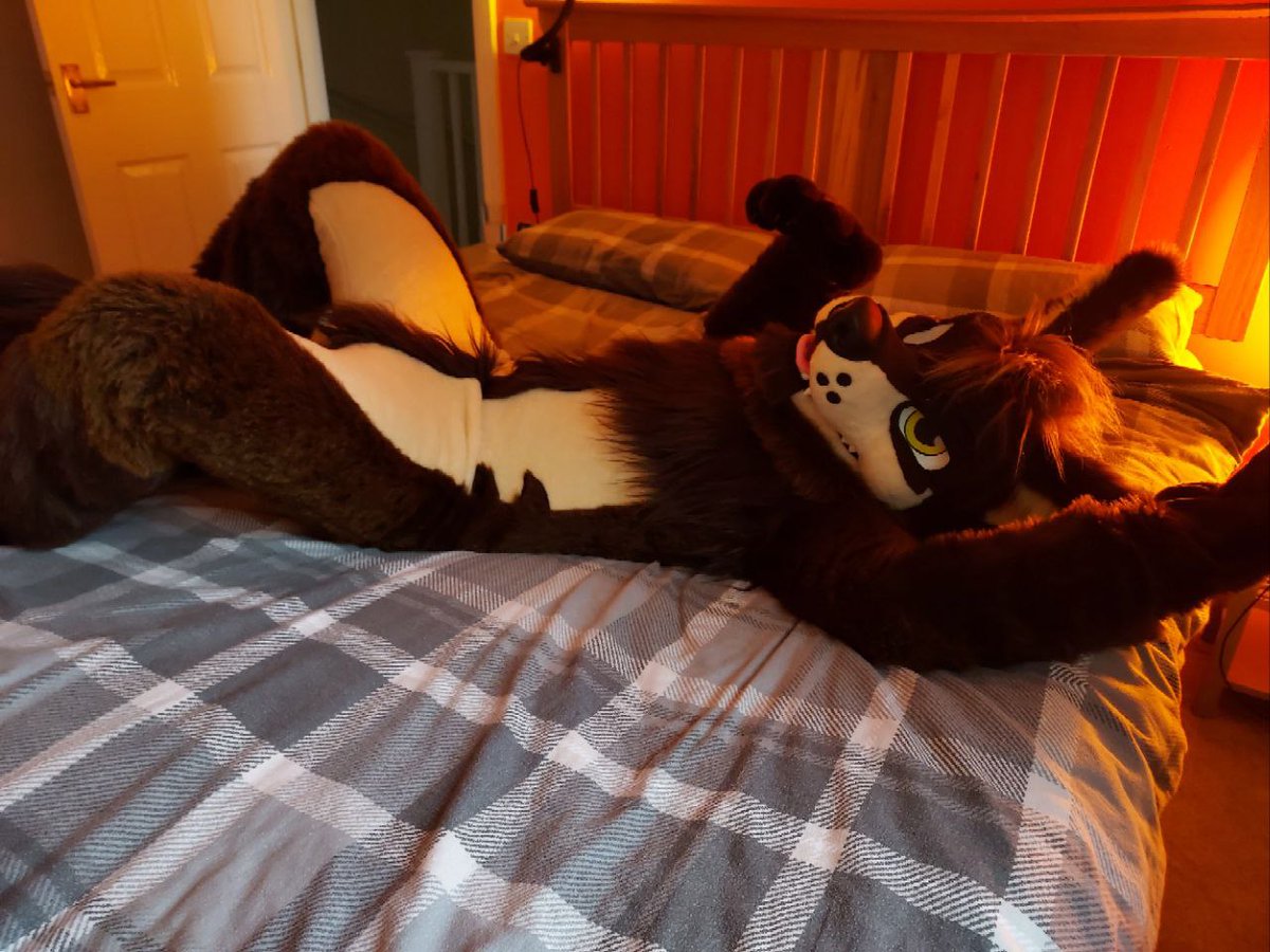 Dougiewulf's tweet photo. I knew we shouldn't have let him on the bed 🙄.
📸 @CormackWolf https://t.co/upvclbBvnq
